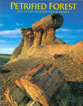 PETRIFIED FOREST: the story behind the scenery (AZ). 